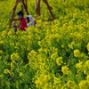 田原　菜の花まつり