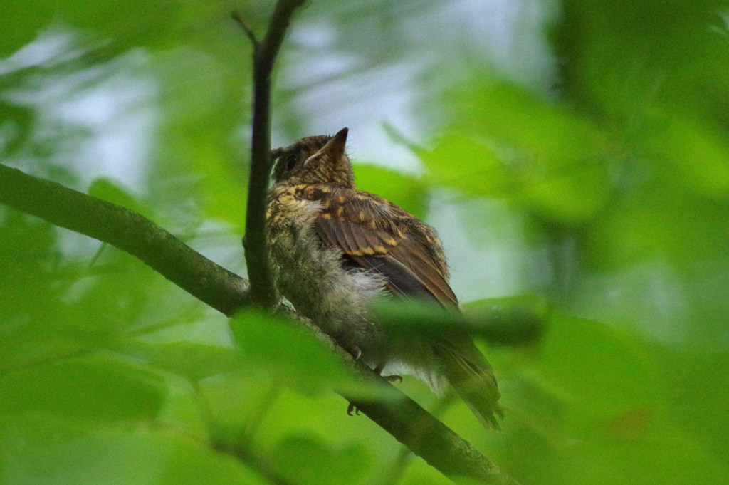 キビタキの幼鳥さん！？