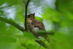 キビタキの幼鳥さん！？