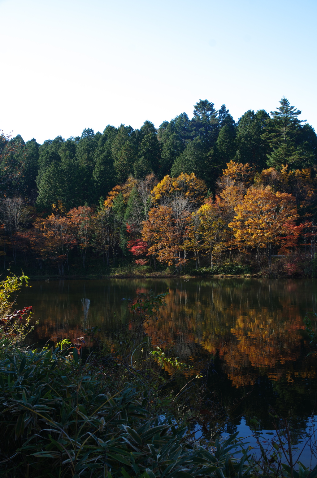 きららの森、紅葉