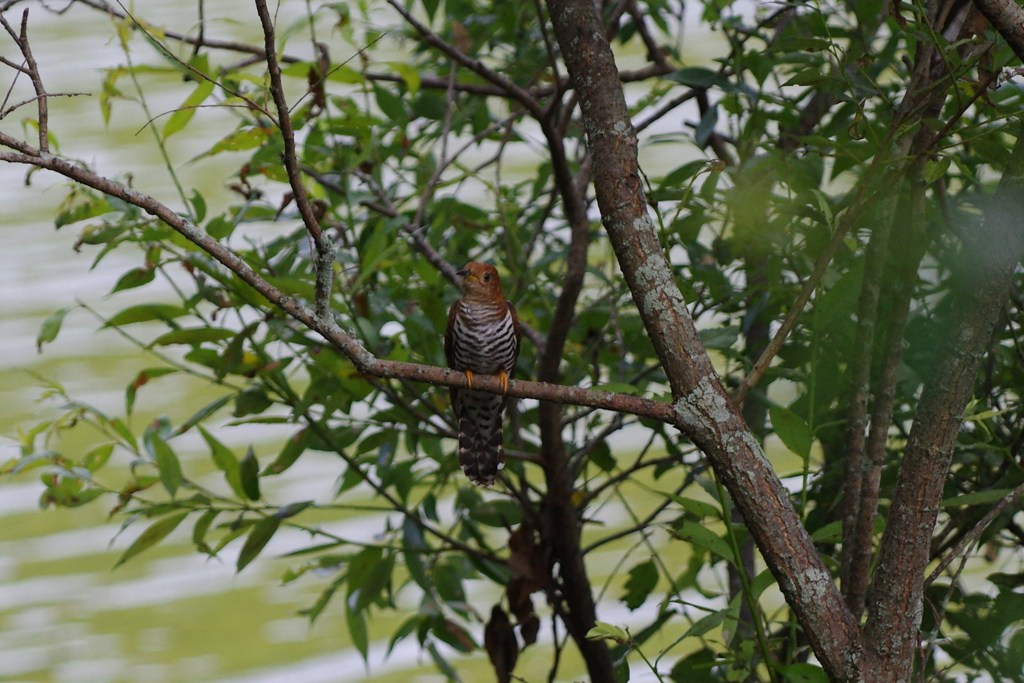 鳥さんの名前がわからない…