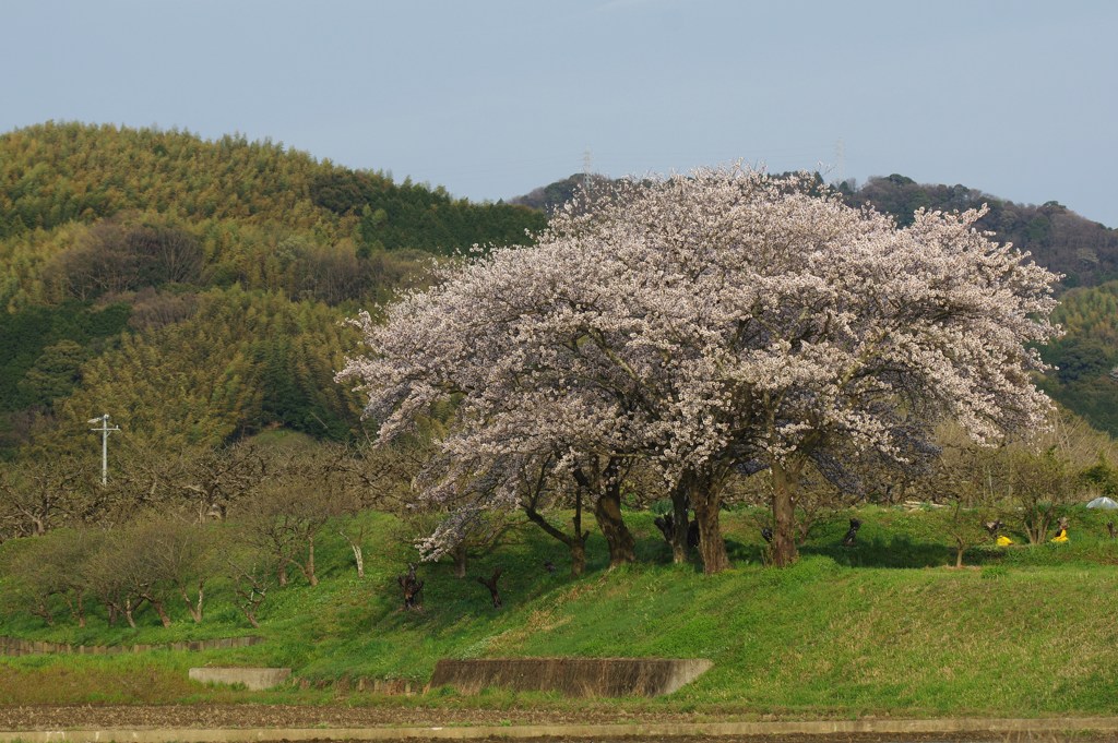 桜