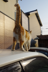 チャシロ