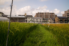 L1006301