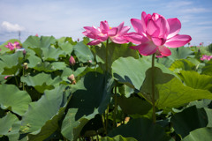 06