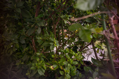 L1006688