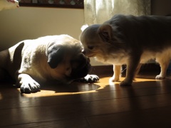 愛犬の戯れ
