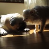 愛犬の戯れ