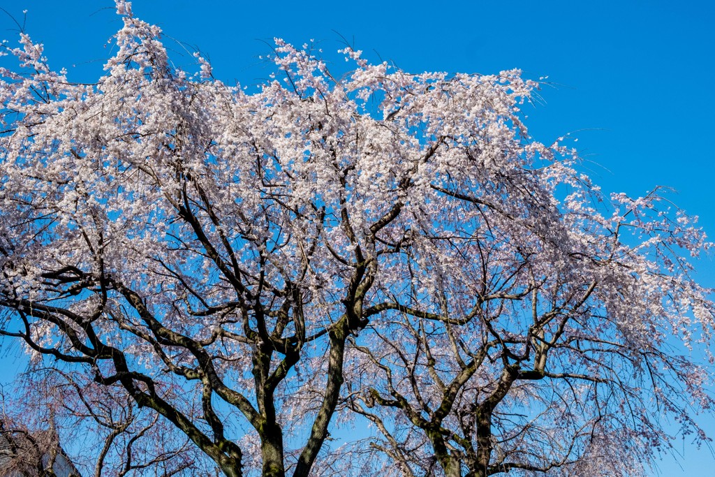 枝垂桜
