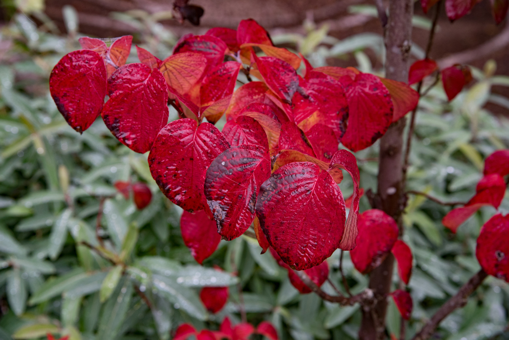 天然色に映える