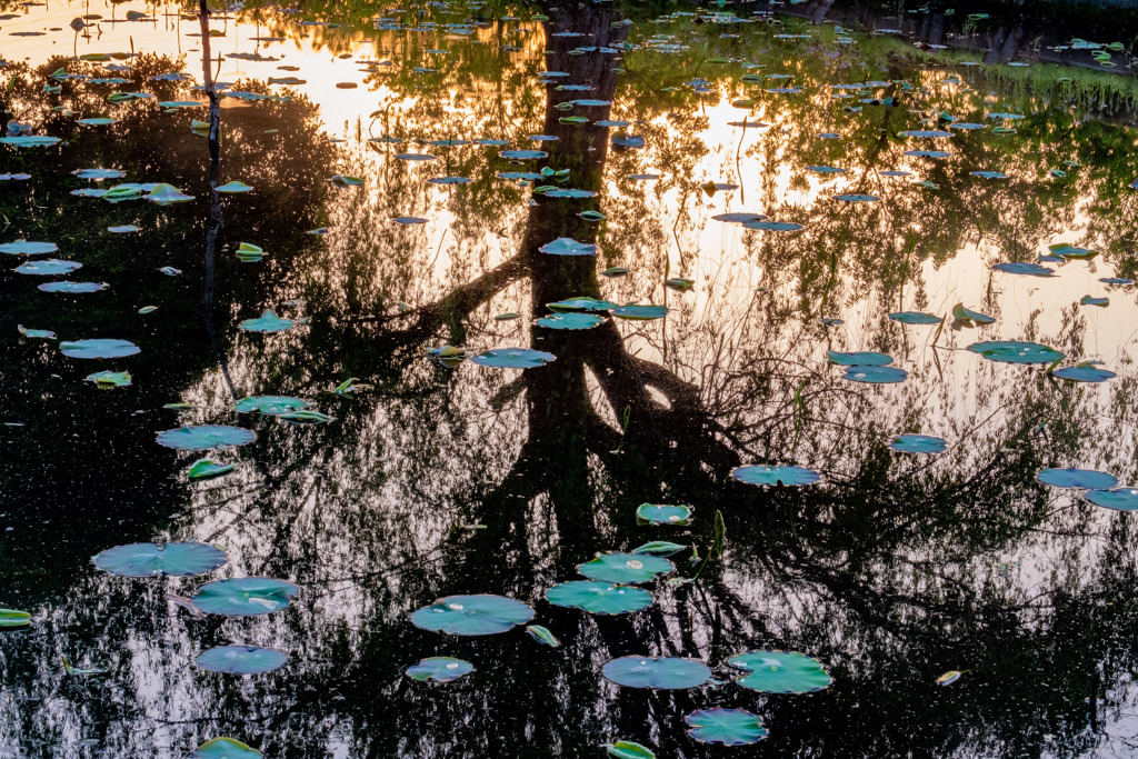 水面の景
