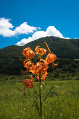 ニッコウキスゲ