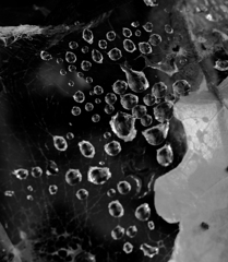 くもの巣上の水滴模様