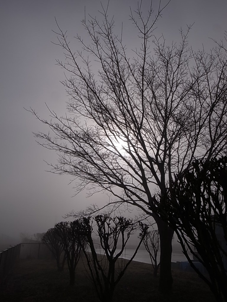 霧の朝
