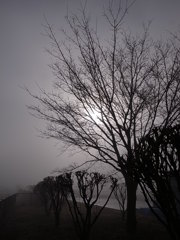 霧の朝