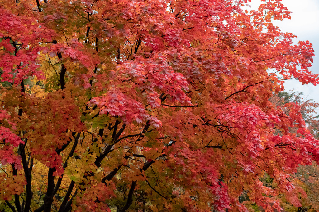 紅色に燃える