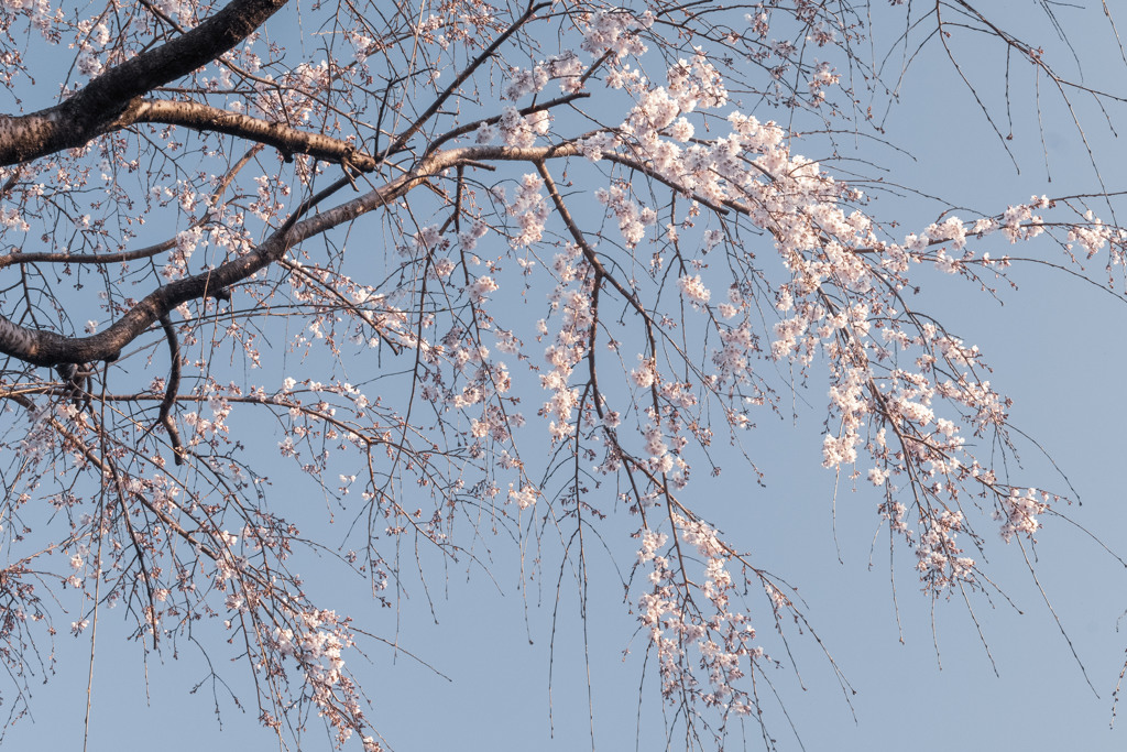 さくら開花