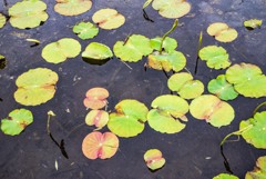 ハスの芽生え(2) ハスの芽生え(2)