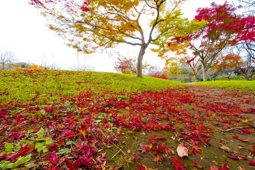真紅に染まる