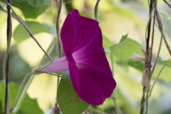 The world on the green curtain 2