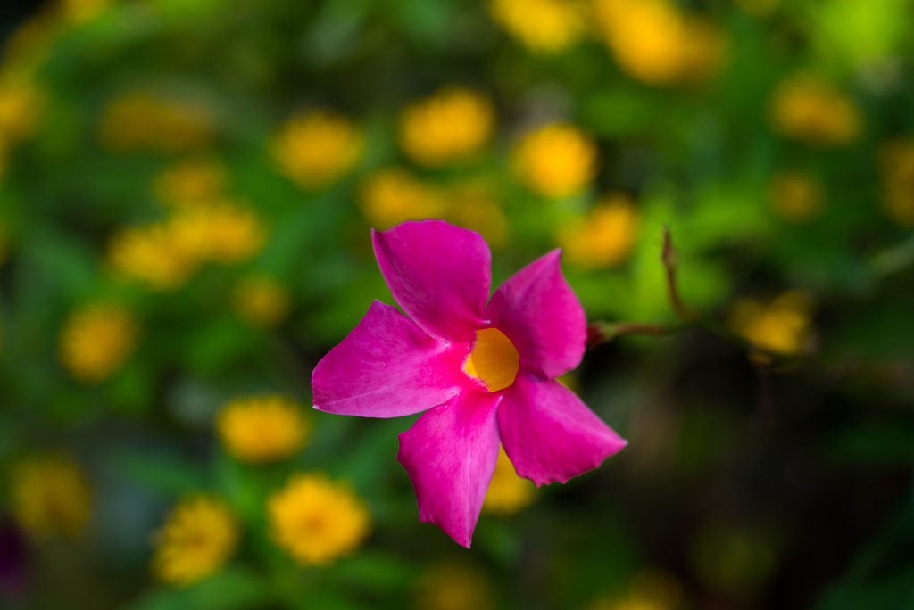 最後のグリーンカーテン１