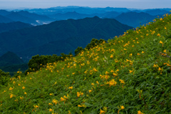 高原に咲く