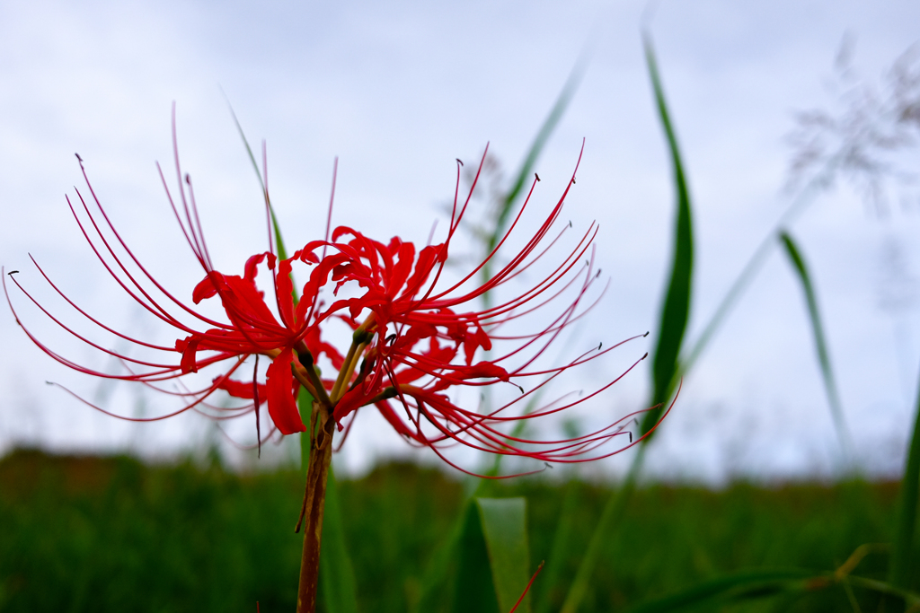 再び曼珠沙華