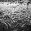 水溜りに落ちる雨粒