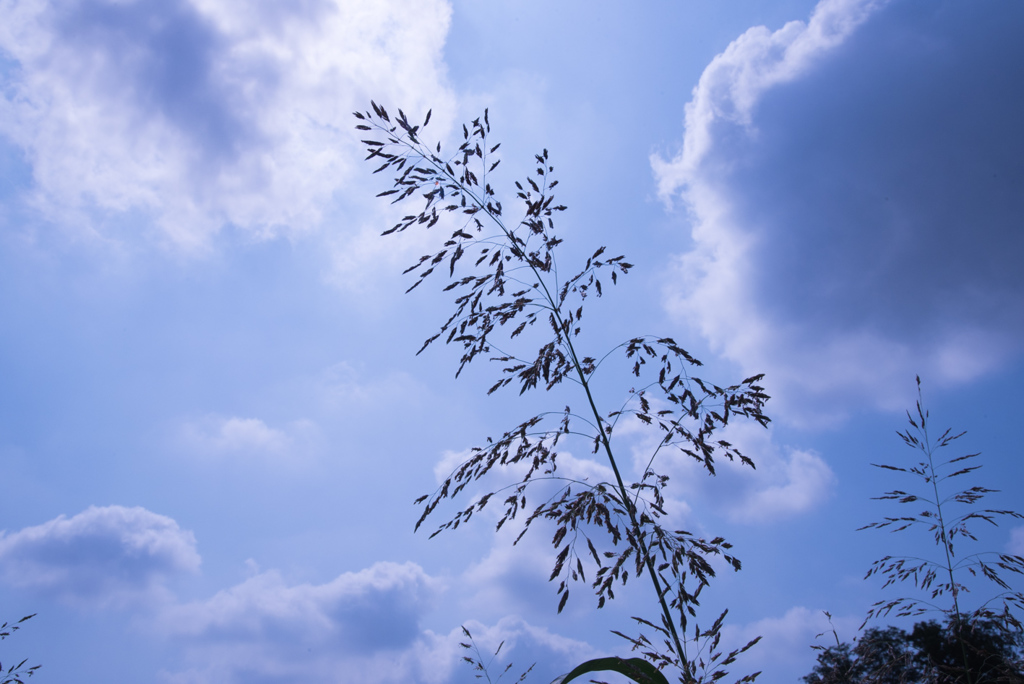 夏草