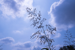 夏草