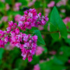 赤そばの花が咲いた