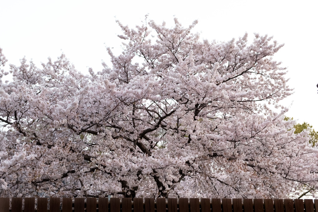 桜満開