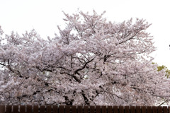 桜満開