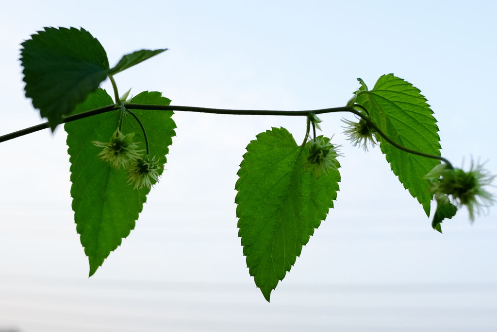 the world on the green curtain 1