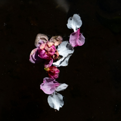 水に浮く花弁たち