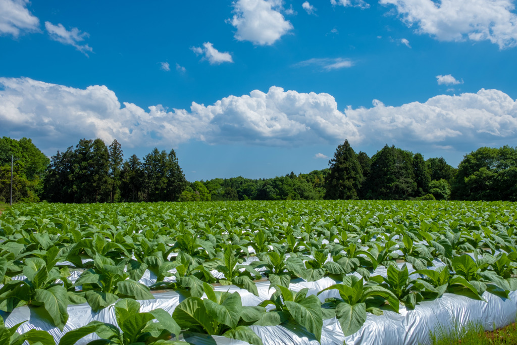 八郷（茨城）にて