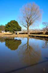 池に映る！