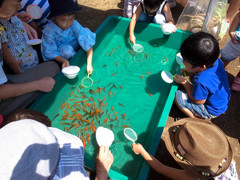 夏祭り３（金魚掬い）