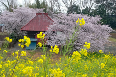 花に囲まれて