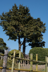 竹垣の向こうに