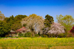 桜遠景 桜遠景