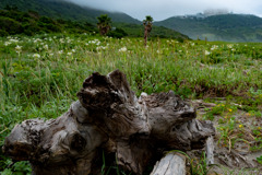 伊良湖岬１