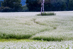 雨の日の蕎麦畑