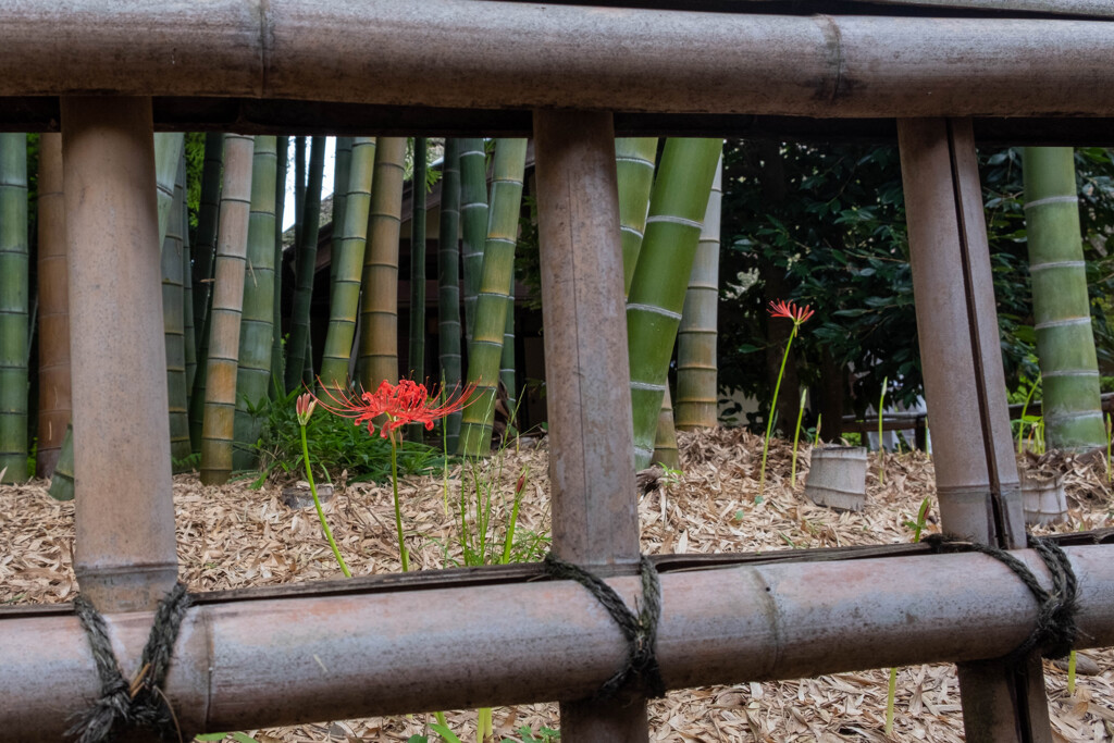 一輪の曼珠沙華