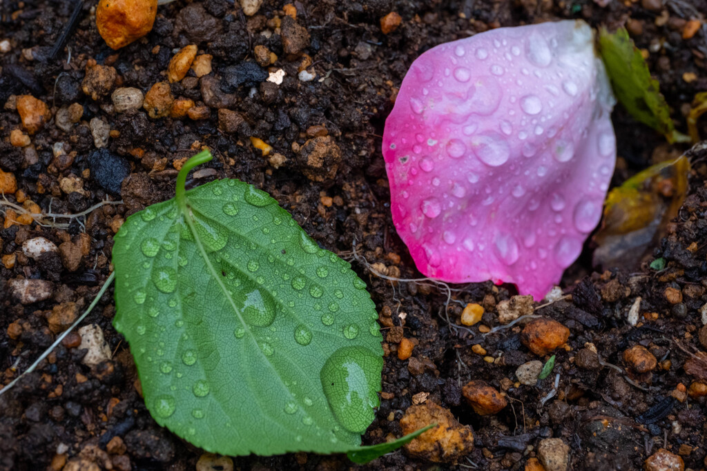 葉と花びら