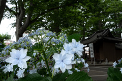 曇天の下 曇天の下