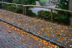 色づく歩道 色づく歩道