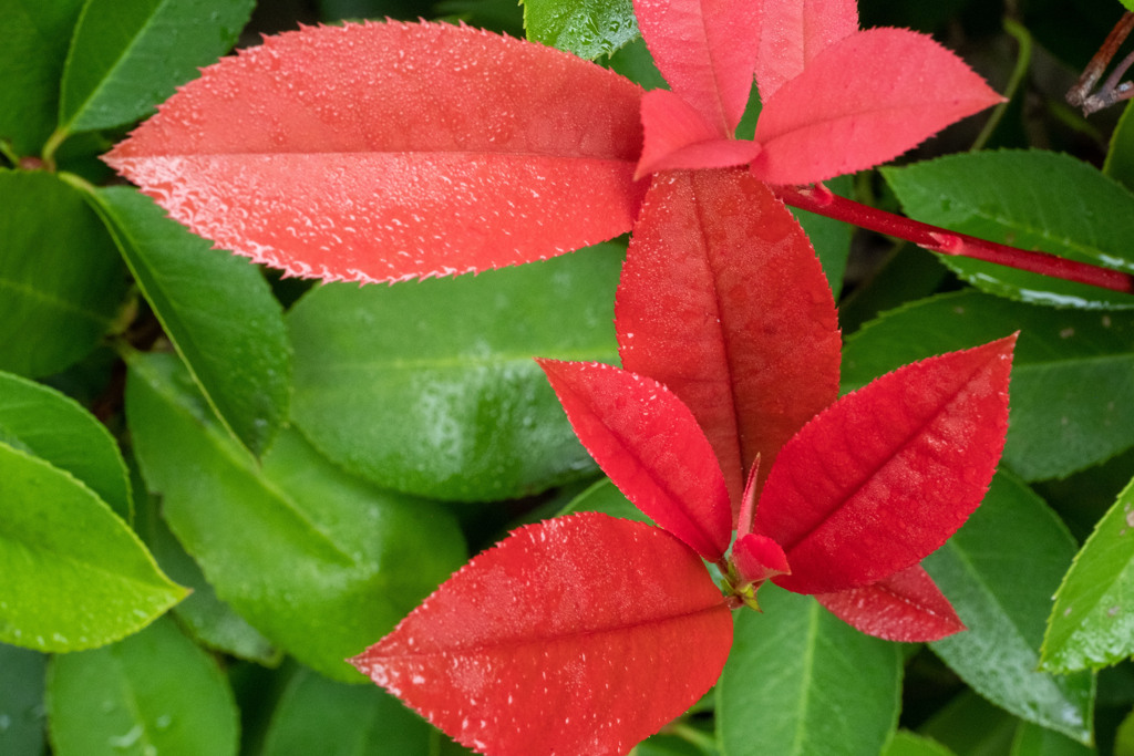 紅に染まる