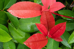 紅に染まる