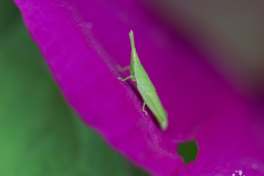花の上で
